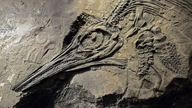 Descubren fósiles del que podría ser "el animal más grande del mundo"