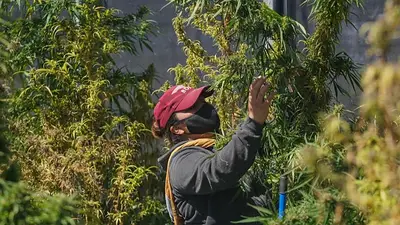 Cannabis Cannabis
