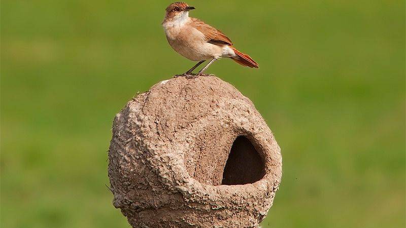 Nidos de hornero Nidos de hornero