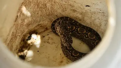 Ranas, víboras pitón y ratas de laboratorio: los animales exóticos secuestrados en Córdoba Ranas, víboras pitón y ratas de laboratorio: los animales exóticos secuestrados en Córdoba
