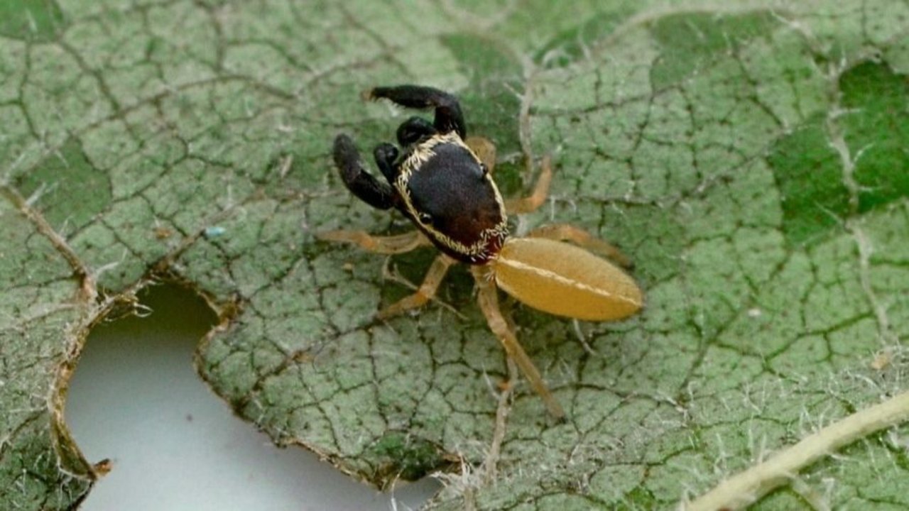 Araña Patoruzito