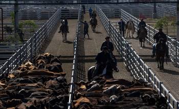 Devaluación: el mercado de hacienda se disparó hasta casi 9% en un solo día | Carne