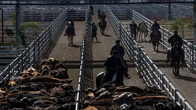 Paritarias 2023: la Federación de la Carne logró un 71% de aumento trimestral para el sector aviar Paritarias 2023: la Federación de la Carne logró un 71% de aumento trimestral para el sector aviar