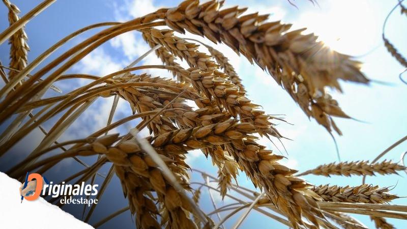 Escalada de alimentos: cómo protegerse y qué hacen otros países contra la inflación