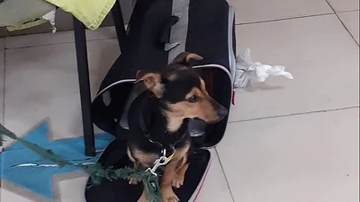 Un perro fue demorado en Ezeiza por falta de vacunas y Senasa podría sacrificarlo Un perro fue demorado en Ezeiza por falta de vacunas y Senasa podría sacrificarlo