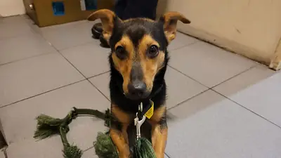 El perro "Coco" no será sacrificado pero deberá permanecer en cuarentena: cómo sigue su situación El perro "Coco" no será sacrificado pero deberá permanecer en cuarentena: cómo sigue su situación