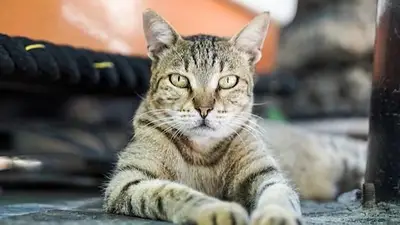 gato psicópata gato psicópata