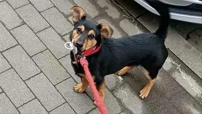 El perro Coco demorado en Ezeiza no será deportado: le darán una vacuna antirrábica, cumplirá cuarentena y volverá con su dueño Franco Gavidia El perro Coco demorado en Ezeiza no será deportado: le darán una vacuna antirrábica, cumplirá cuarentena y volverá con su dueño Franco Gavidia