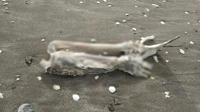 Horror en Mar de Ajó: un hombre pescó restos humanos Horror en Mar de Ajó: un hombre pescó restos humanos