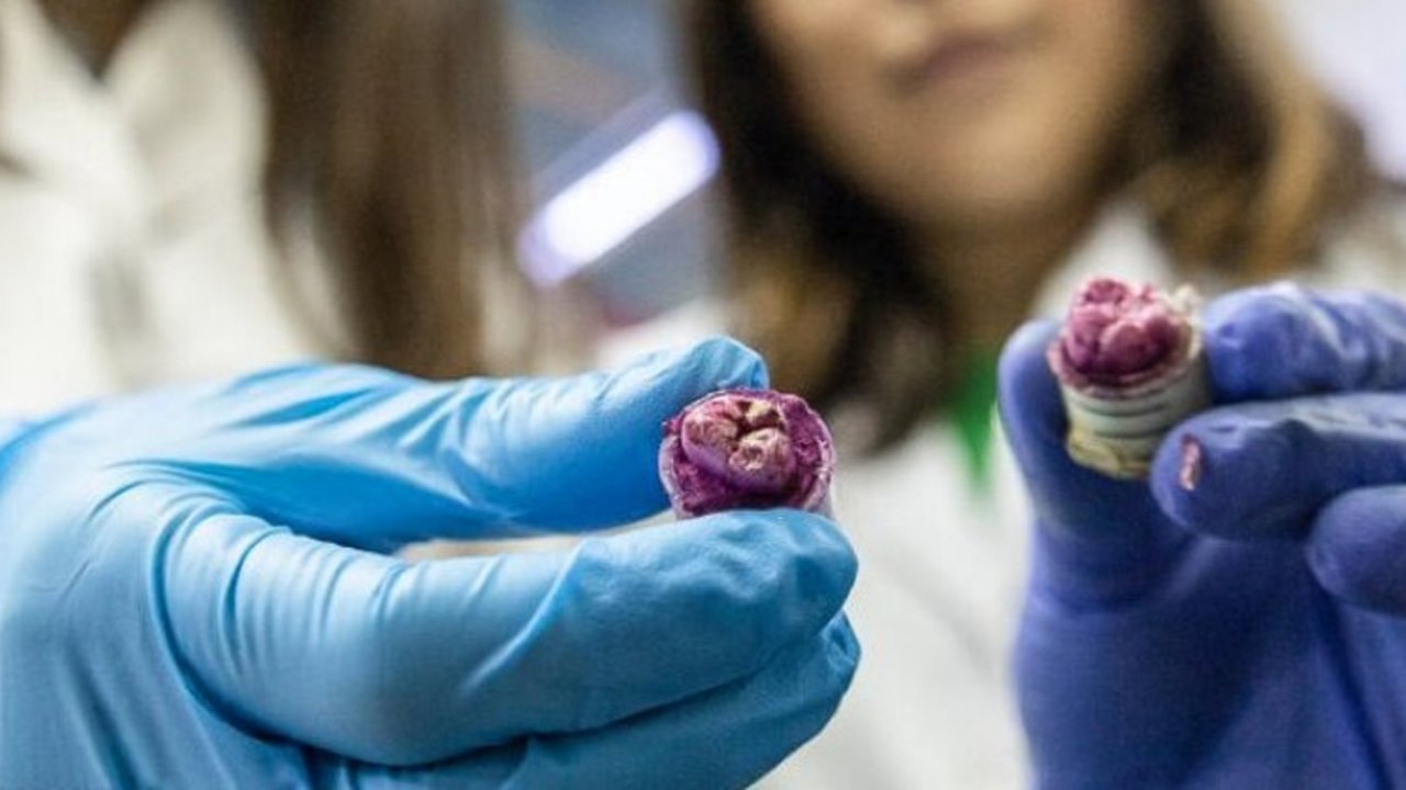 Científicas argentinas crearon un enjuague bucal con orégano para combatir caries