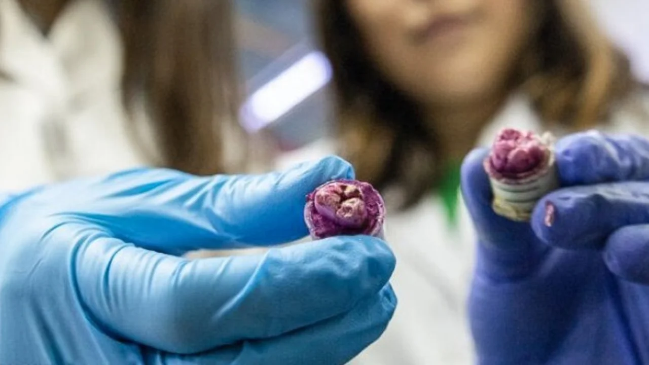 Científicas argentinas crearon un enjuague bucal con orégano para combatir caries