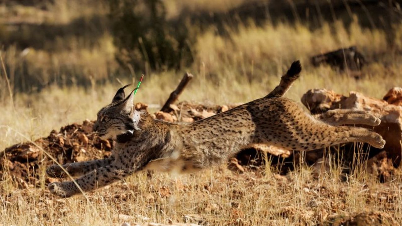 La cría en cautividad ayuda a elevar la población de lince ibérico a un máximo histórico
