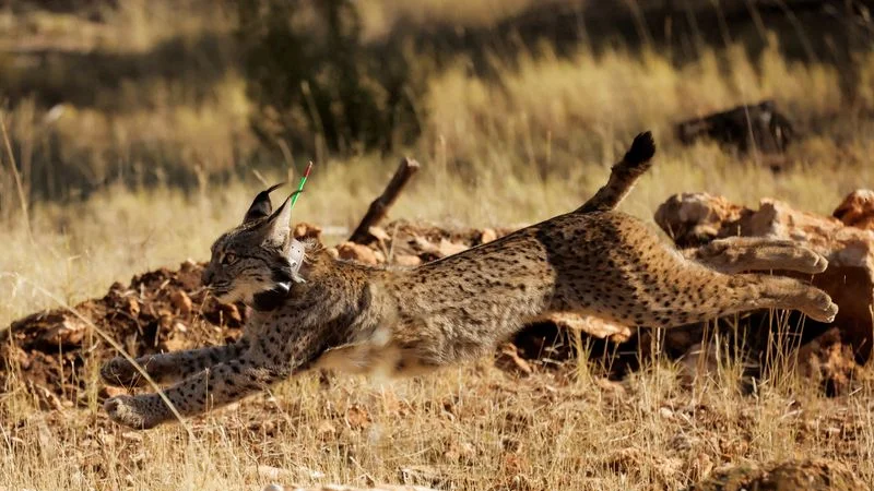 La cría en cautividad ayuda a elevar la población de lince ibérico a un máximo histórico