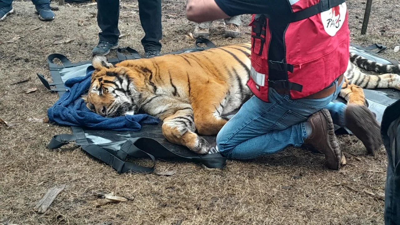 Video. Rescatan en un predio rural de la ciudad de Balcarce a dos tigres de bengala.