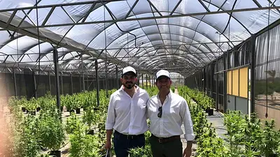 Las plantaciones de cannabis, una nueva oportunidad para La Rioja y el país Las plantaciones de cannabis, una nueva oportunidad para La Rioja y el país