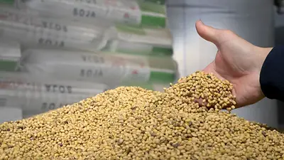 Aduana investiga a grandes firmas por sobrefacturación en importaciones de soja Aduana investiga a grandes firmas por sobrefacturación en importaciones de soja