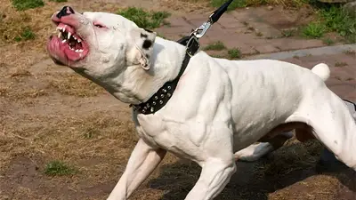 Una niña de 10 años fue mordida por un pitbull en La Plata: fue rescatada por un vecino Una niña de 10 años fue mordida por un pitbull en La Plata: fue rescatada por un vecino