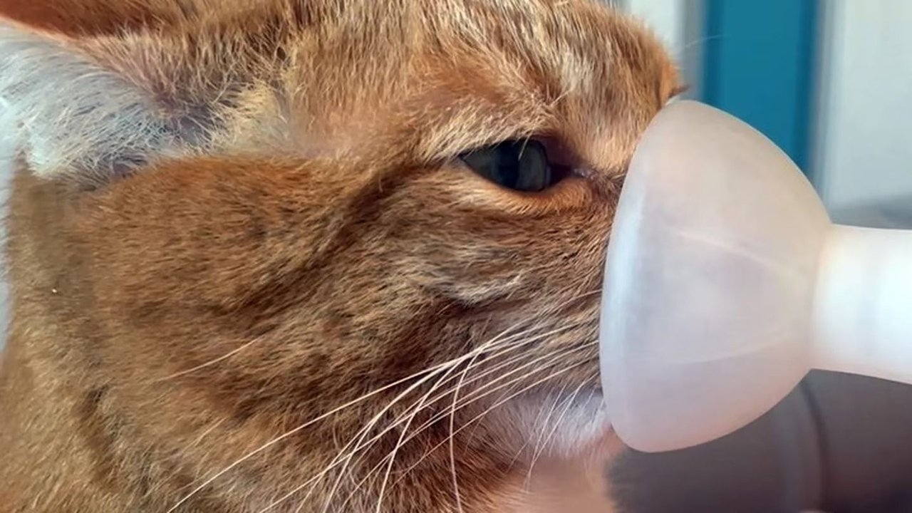 Rascal, gato naranja con asma