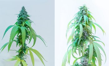 "Pachamama" y "Malvina", semillas para cannabis medicinal del Conicet | Cannabis medicinal