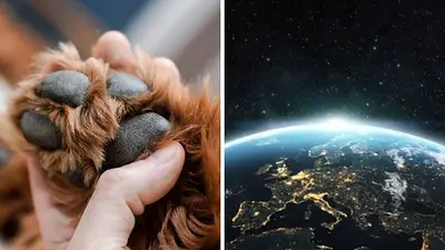 Qué pasó con el perro callejero en el espacio Qué pasó con el perro callejero en el espacio