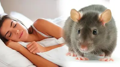 Ratas sueño Ratas sueño