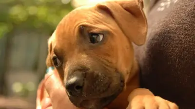 Cómo saber si un perro tiene depresión o está bajón: la mejor forma de detectarlo Cómo saber si un perro tiene depresión o está bajón: la mejor forma de detectarlo