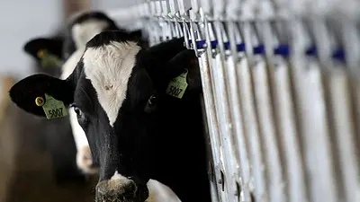 Los CDC piden a estados EEUU que entreguen equipo de protección a empleados para combatir gripe aviar Los CDC piden a estados EEUU que entreguen equipo de protección a empleados para combatir gripe aviar