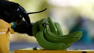 Colombia proyecta incrementar exportaciones de banano en 2024 tras caída en el año previo Colombia proyecta incrementar exportaciones de banano en 2024 tras caída en el año previo