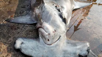 El tráfico ilegal de especies silvestres persiste, según un informe de la ONU El tráfico ilegal de especies silvestres persiste, según un informe de la ONU