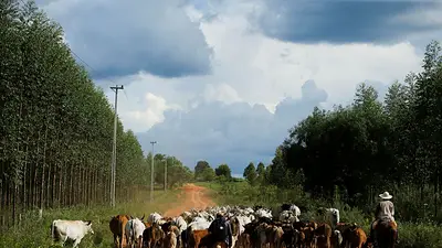 Paraguay anuncia habilitación para exportar carne vacuna a Canadá Paraguay anuncia habilitación para exportar carne vacuna a Canadá