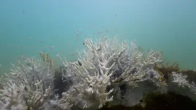 Más del 60% de arrecifes de coral del mundo podrían haberse blanqueado el año pasado: NOAA Más del 60% de arrecifes de coral del mundo podrían haberse blanqueado el año pasado: NOAA