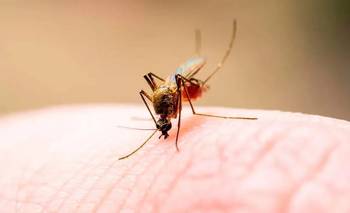 Preocupación mundial: encontraron mosquitos en Islandia | Cambio climático