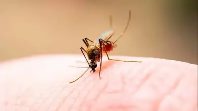 Mosquito picando persona. Mosquito picando persona.