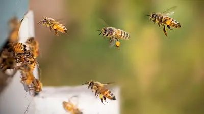 abejas abejas