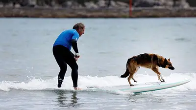 Los perros rompen olas en un concurso de surf en el norte de España Los perros rompen olas en un concurso de surf en el norte de España