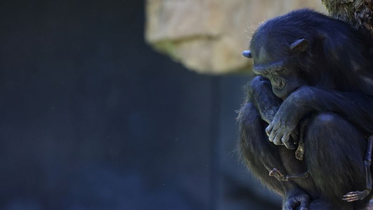 Una chimpancé en duelo lleva meses con su cría muerta en un zoo español
