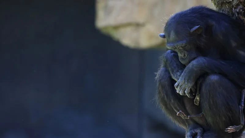 Una chimpancé en duelo lleva meses con su cría muerta en un zoo español