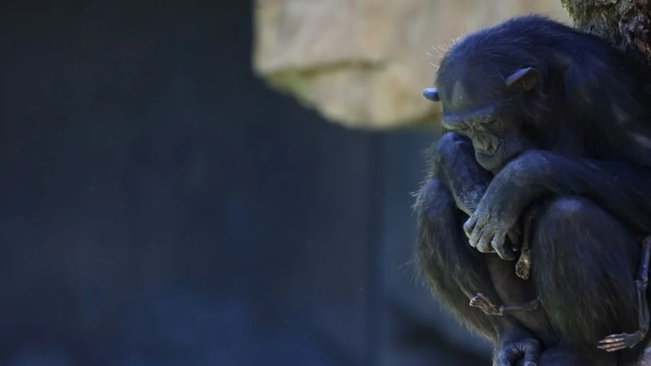 Una chimpancé en duelo lleva meses con su cría muerta en un zoo español
