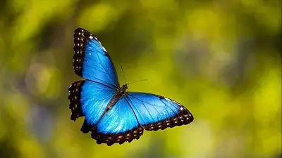 Mariposa azul volando. Mariposa azul volando.