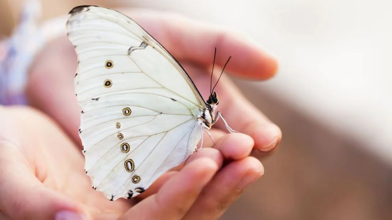 Qué significado tiene ver o encontrarse una mariposa? | El Destape