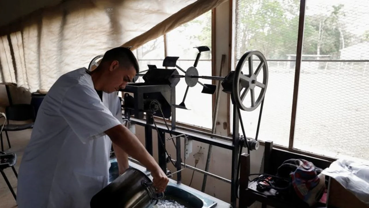 Expertos cubanos ponen gusanos de seda en manos de artesanos en un proyecto experimental