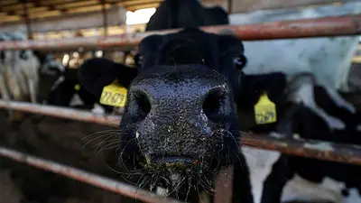 Segundo trabajador de central lechera infectado por gripe aviar en EEUU confirmado en Michigan Segundo trabajador de central lechera infectado por gripe aviar en EEUU confirmado en Michigan