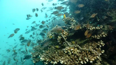 "Es ebullición, no calientamiento": La vida marina tailandesa sufre por temperaturas récord del mar "Es ebullición, no calientamiento": La vida marina tailandesa sufre por temperaturas récord del mar