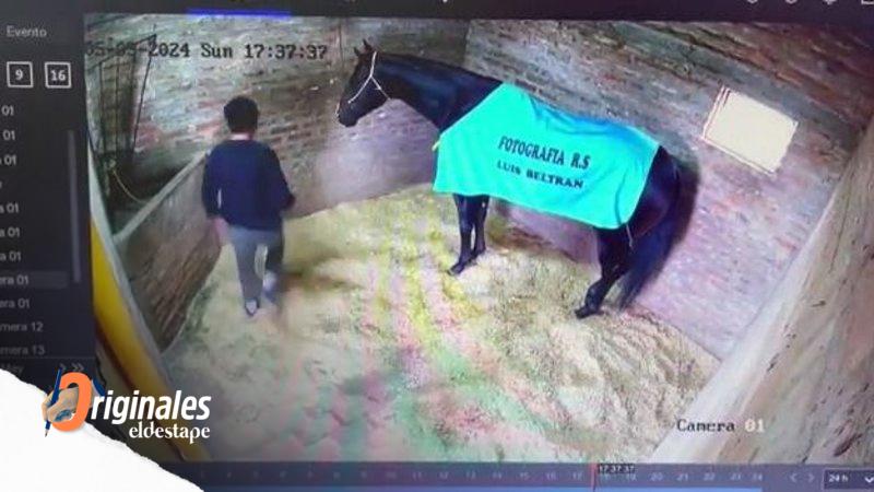 Un jockey asesinó a un caballo pura sangre que tenía que entrenar y cuidar: las estremecedoras imágenes