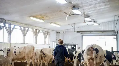 EEUU y los países europeos estudian vacunar a los trabajadores expuestos a la gripe aviar EEUU y los países europeos estudian vacunar a los trabajadores expuestos a la gripe aviar