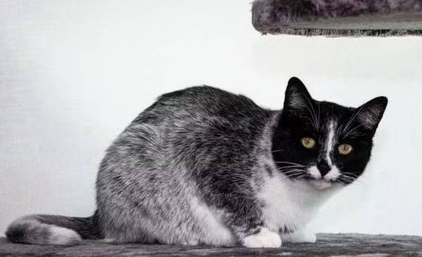 Una mutación da lugar a un nuevo tipo de gato, según científicos | El