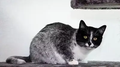 gato gato