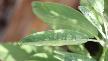 Cuál es el té superpoderoso que alivia problemas digestivos y brinda beneficios a la salud
