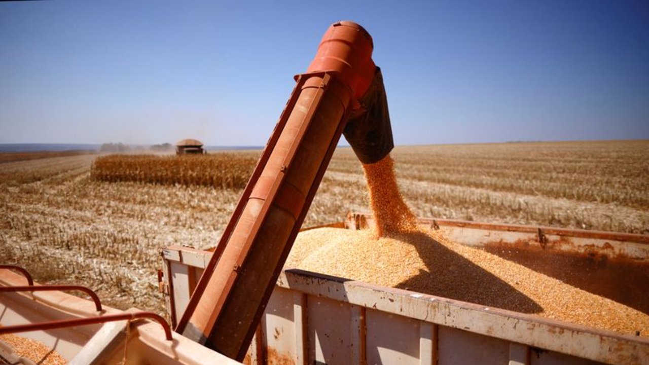 LSEG recorta cosecha de maíz de Brasil en un 3% debido a clima cálido y sequía