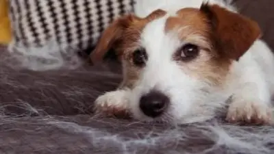 Como quitar pelos de mascotas Como quitar pelos de mascotas